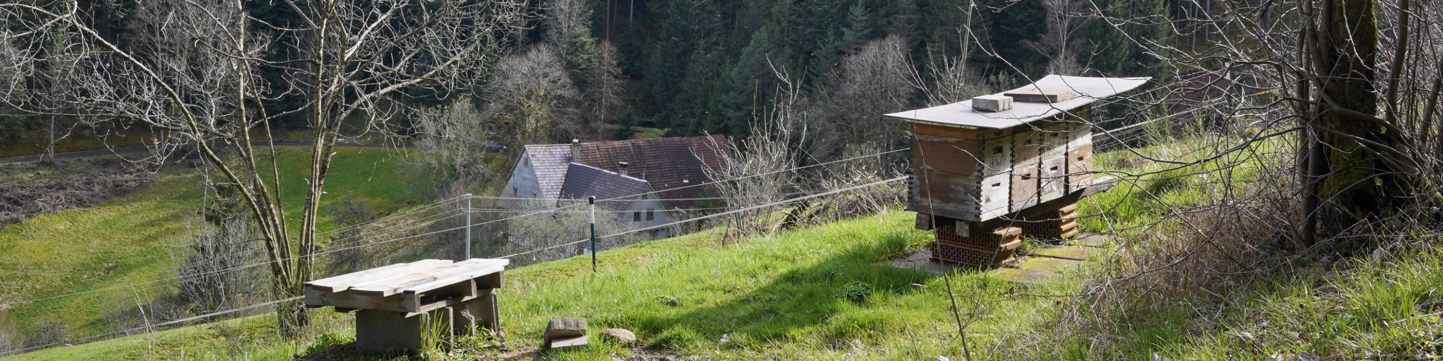 Frieders Bienen vor Stammelbach